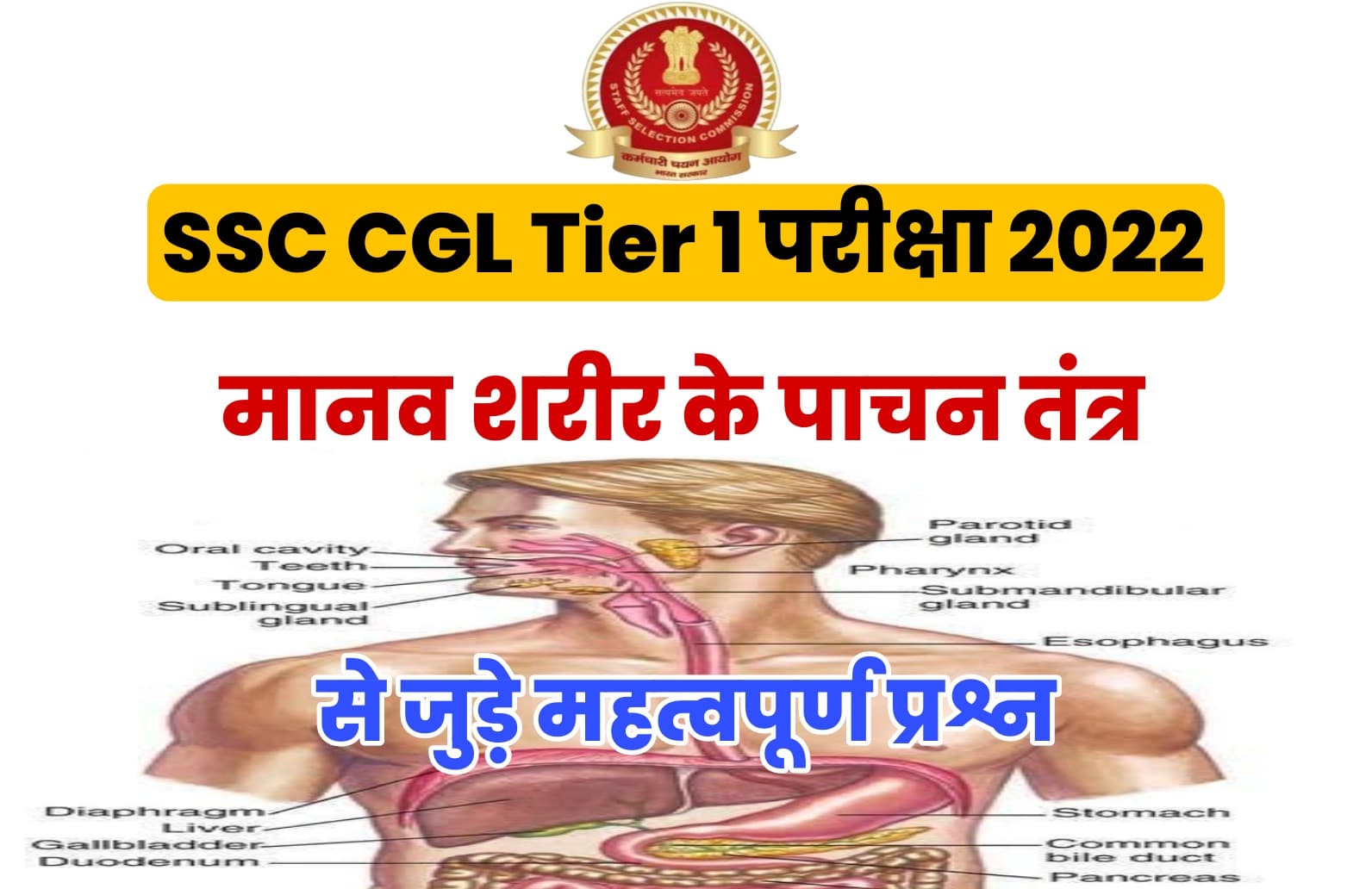 SSC CGL Tier I Exam 2022 | मानव शरीर के पाचन तंत्र से जुड़ें कुछ बेहद महत्वपूर्ण प्रश्न जो परीक्षा में पूछे जा सकते हैं